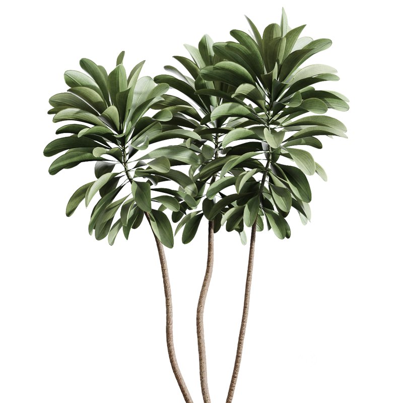 AV Indoor Plants Set 374 Ficus Elastica and Euphorbia Drupifera and Olive Artificial and Snake Sansevieria Image 2