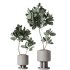 AV Indoor Plants Set 374 Ficus Elastica and Euphorbia Drupifera and Olive Artificial and Snake Sansevieria - Thumbnail 3
