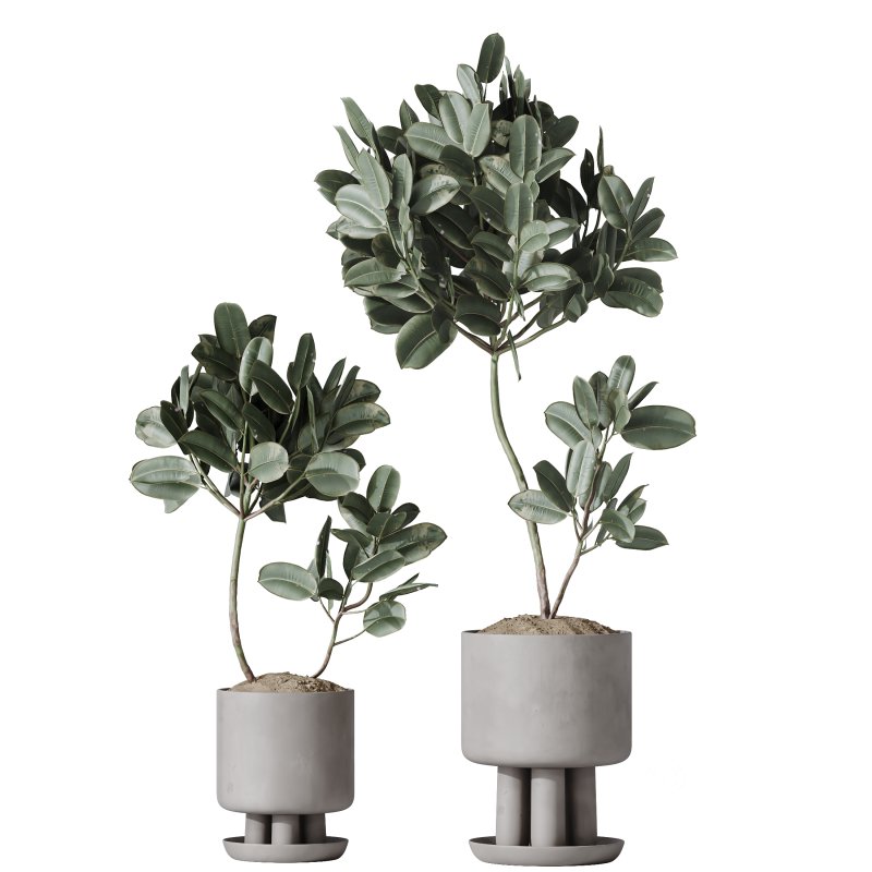 AV Indoor Plants Set 374 Ficus Elastica and Euphorbia Drupifera and Olive Artificial and Snake Sansevieria Image 3