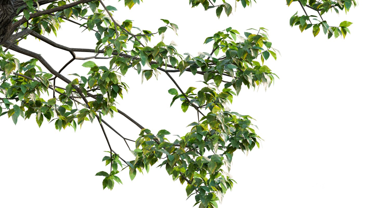 Collection 18 – Chinese garden Image 12