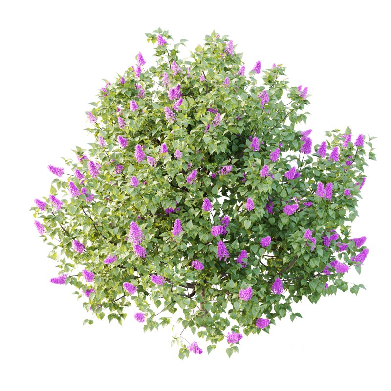 Lilac Syringa Vulgaris Tree 03 Image 1