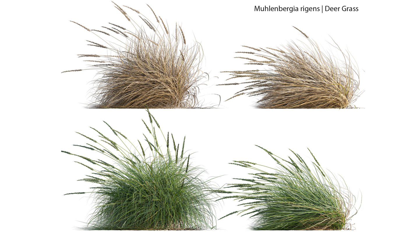 Collection 22 – Australian Plants Image 31