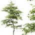 AV Water gum and Carpinus Betulus 3 trees - Thumbnail 3