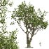 AV Fagus Grandifolia and Angel Oak Live Tree - Thumbnail 3