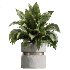 AV Indoor Plants Set 411 Spathiphyllum Lily Palm Ficus Lemon - Thumbnail 3
