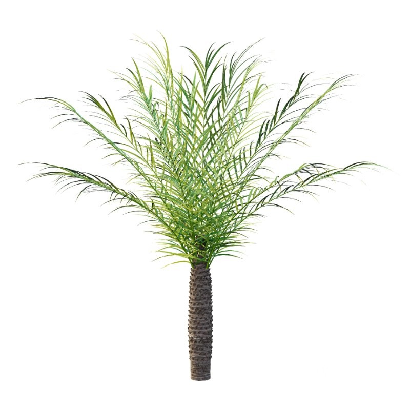 Phoenix roebelenii Palm Trees 05 Image 3