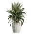 AV Indoor Plants Set 407 Briful Banana Palm Ficus Binnendijkii - Thumbnail 3