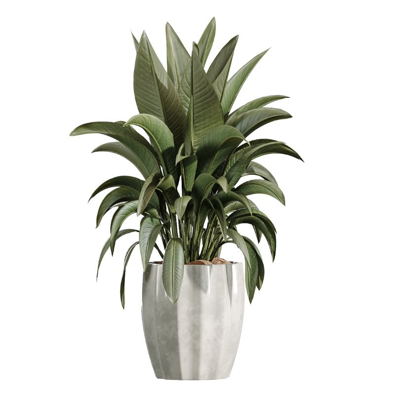 AV Indoor Plants Set 407 Briful Banana Palm Ficus Binnendijkii Image 3