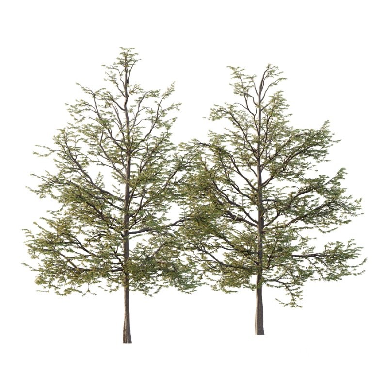 Mountain Ash Tree 10 Image 1