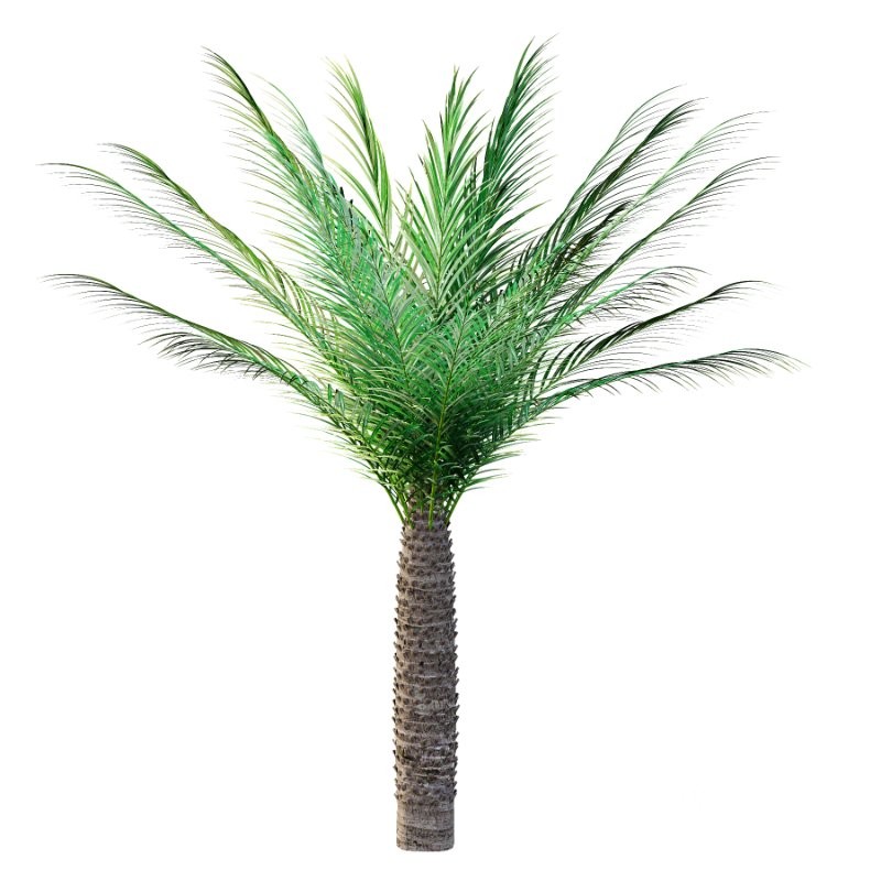 Phoenix roebelenii Palm Trees 06 Image 3