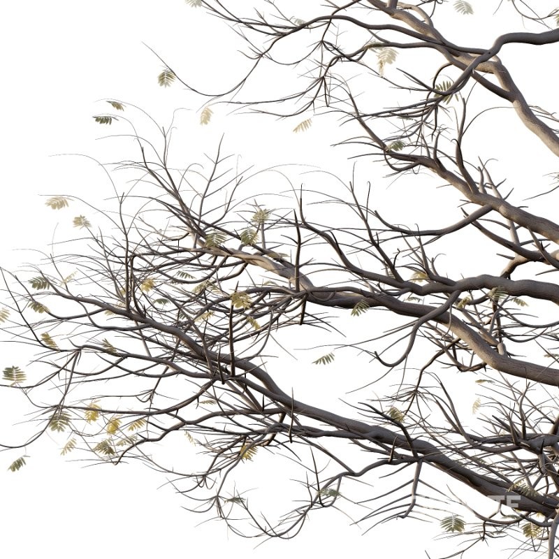 Mountain Ash Tree 18 Image 3