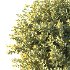 Frutices Fortescue Euonymus 10 - Thumbnail 4