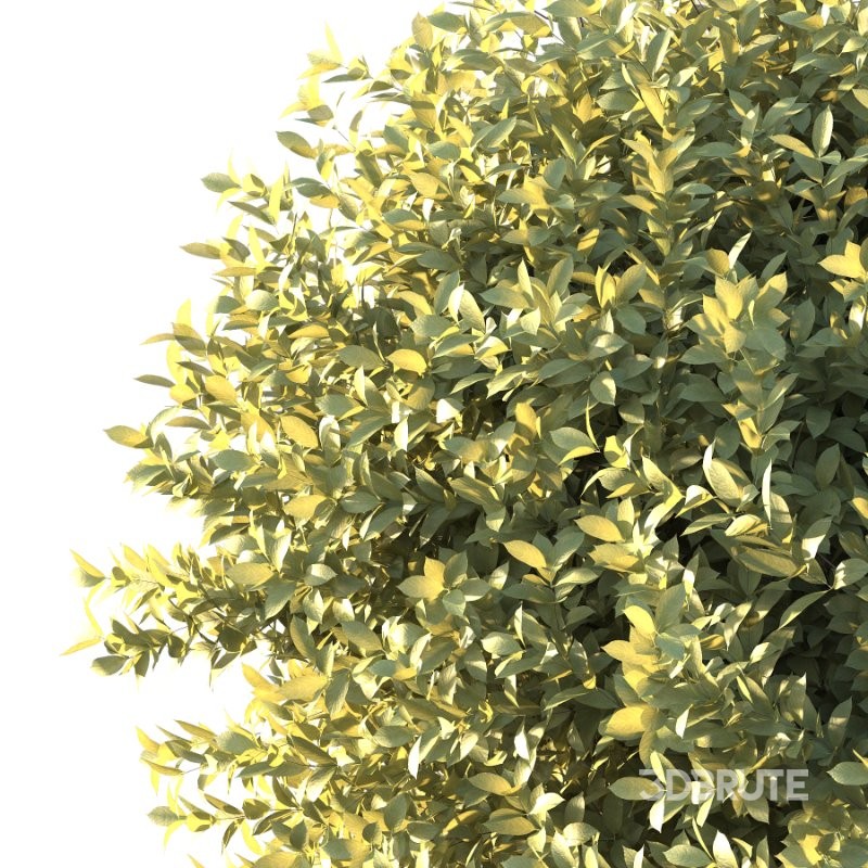 Frutices Fortescue Euonymus 10 Image 4