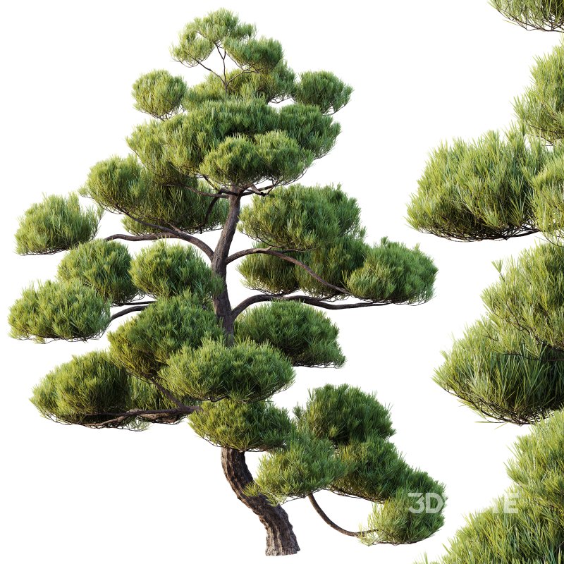 AV 2 trees Pinus Bonsai Sylvestris Pine Parviflora Scotch Contorta Image 3