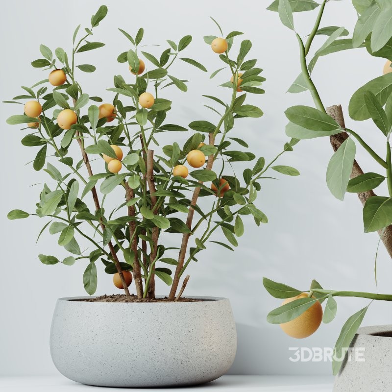 AV Indoor Plants Set 410 Orange Palm Ficus Marginata Olive Image 1