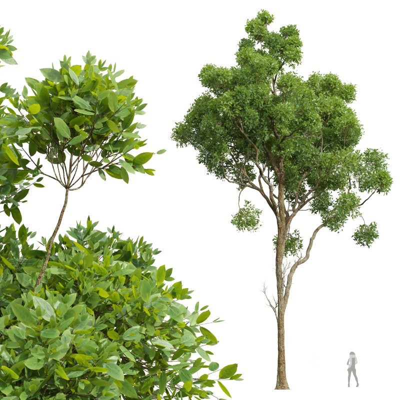 AV Cinnamomum Camphora and Fagus Grandifolia Image 1