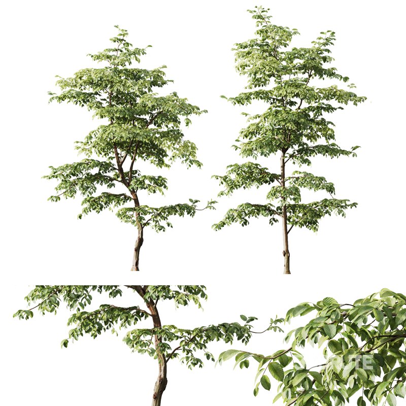 AV Water gum and Carpinus Betulus 3 trees Image 2