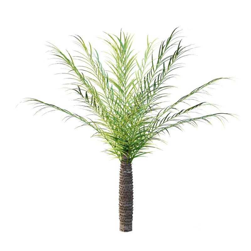 Phoenix roebelenii Palm Trees 05 Image 5