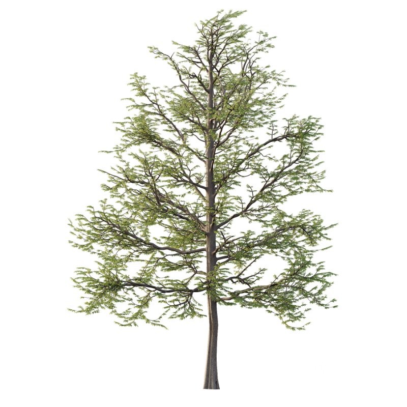 Mountain Ash Tree 15 Image 3