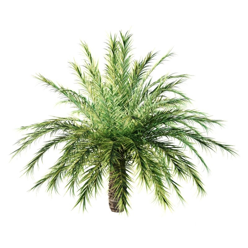 Phoenix roebelenii Palm Trees 03 Image 2