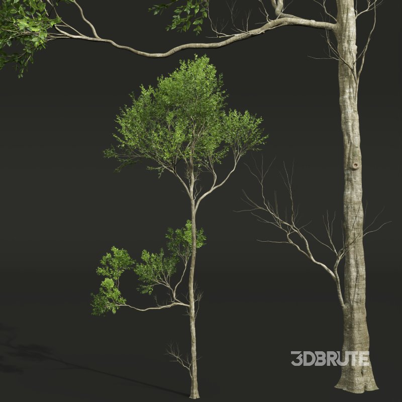 AV Fagus Grandifolia and Fagus Sylvatica Image 8