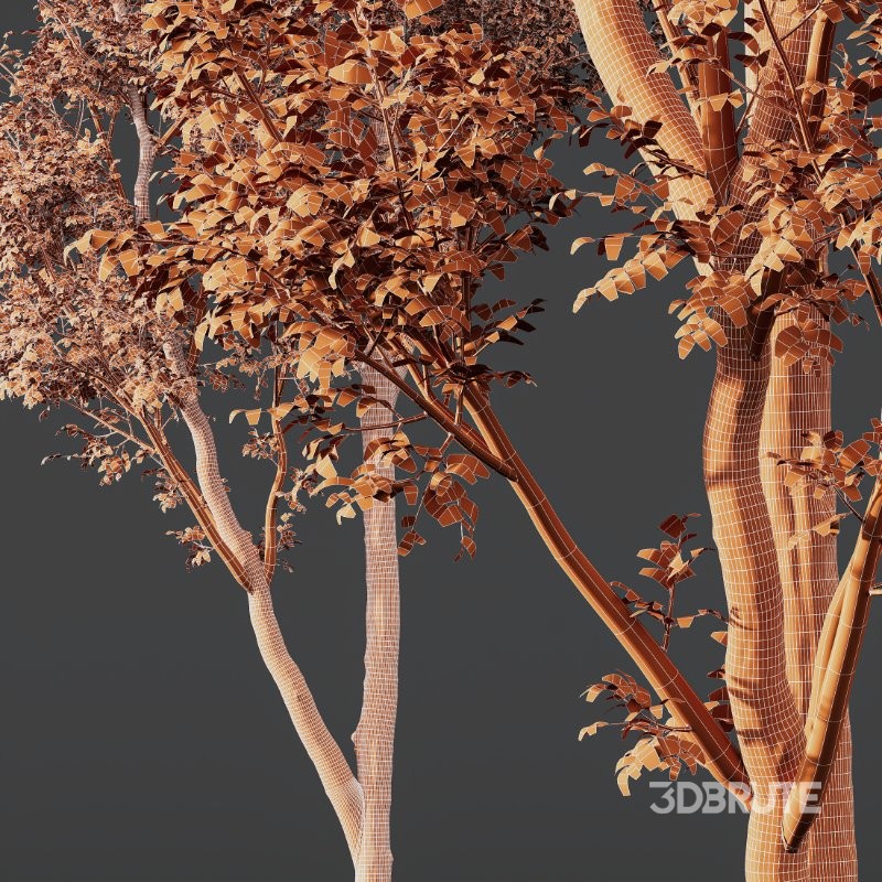 AV Celtis Australis Image 11