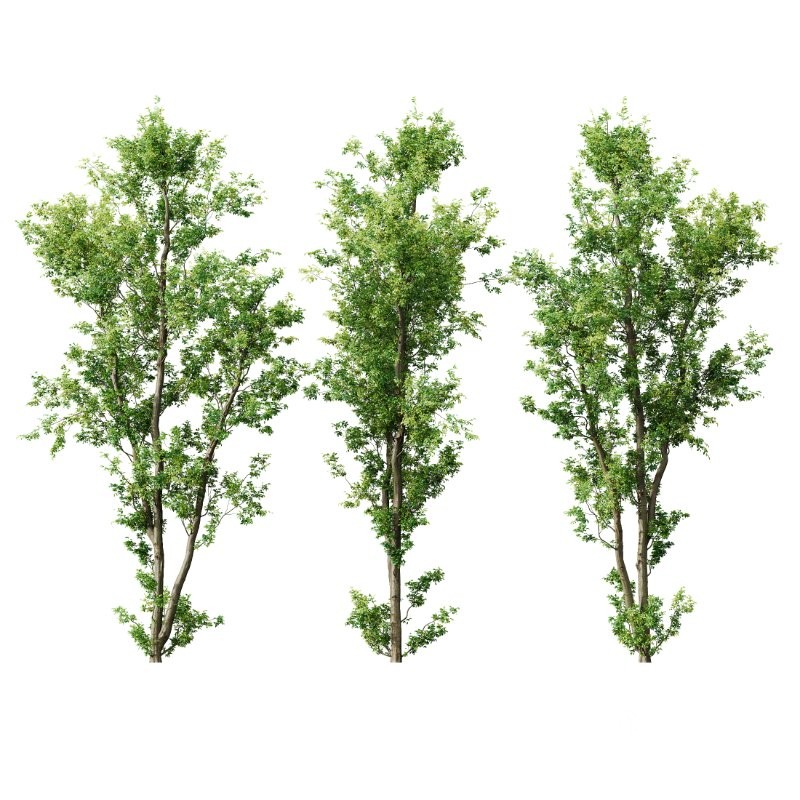 AV Celtis Australis Image 4