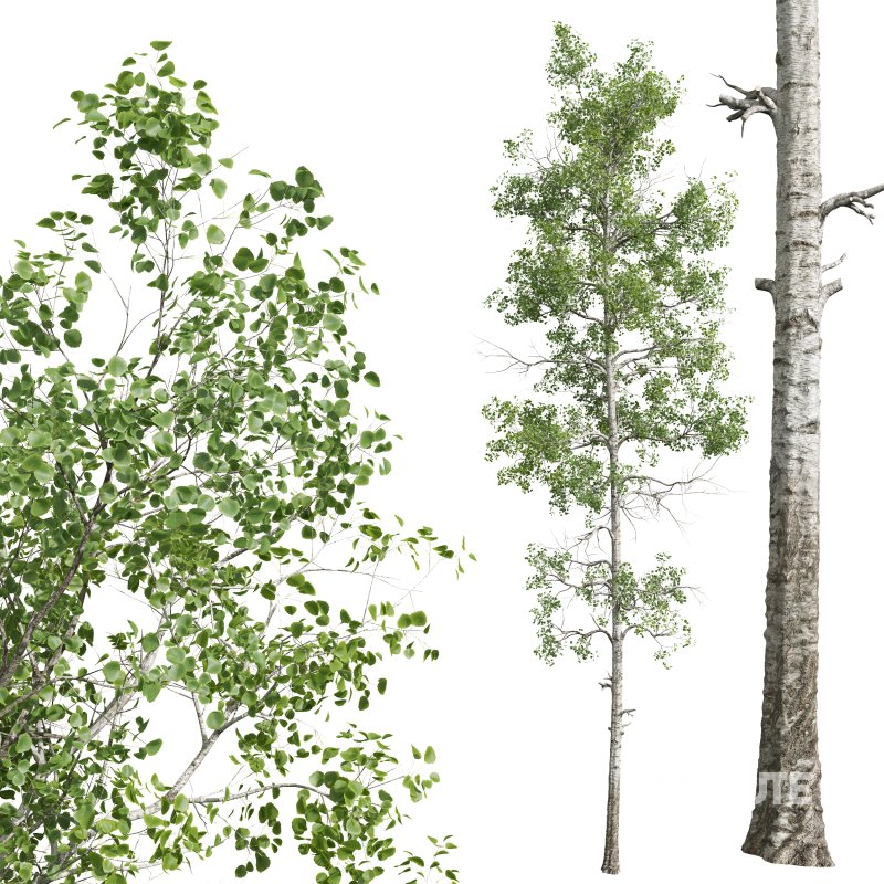 AV Pinus Echinata Populus Tremuloides Image 3