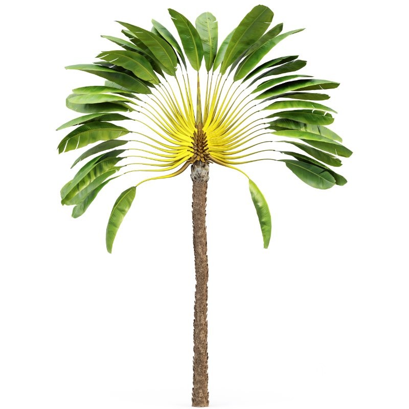 AV Ravenala Madagascariensis Travelers and Sabal Palmetto Cabbage Palm 6 Trees Image 1