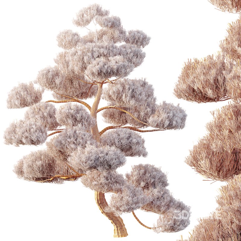 AV 2 trees Pinus Bonsai Sylvestris Pine Parviflora Scotch Contorta Image 7