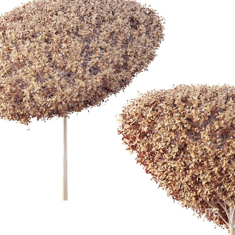 AV Plants Bush Ficus Concinna Bonsai Pruned Version15 Image 3