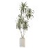 AV Indoor Plants Set 408 Banana Ficus Swiss Cheese olive Lemon - Thumbnail 1