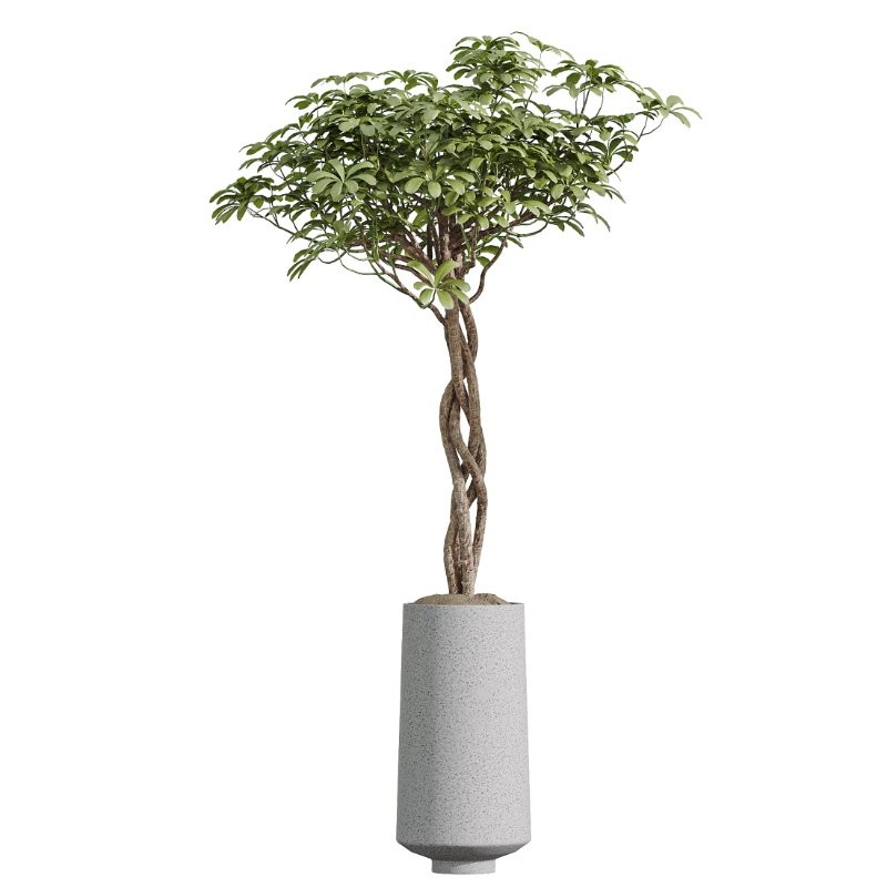 AV Indoor Plants Set 406 Cunjevoi Alocasia and Euphorbia Drupifera and Schefflera Arboricola and Yucca Elephantipes Image 3