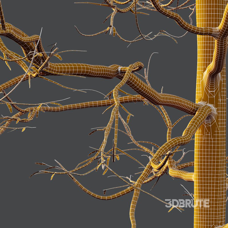 Mountain Ash Tree 02 Image 7