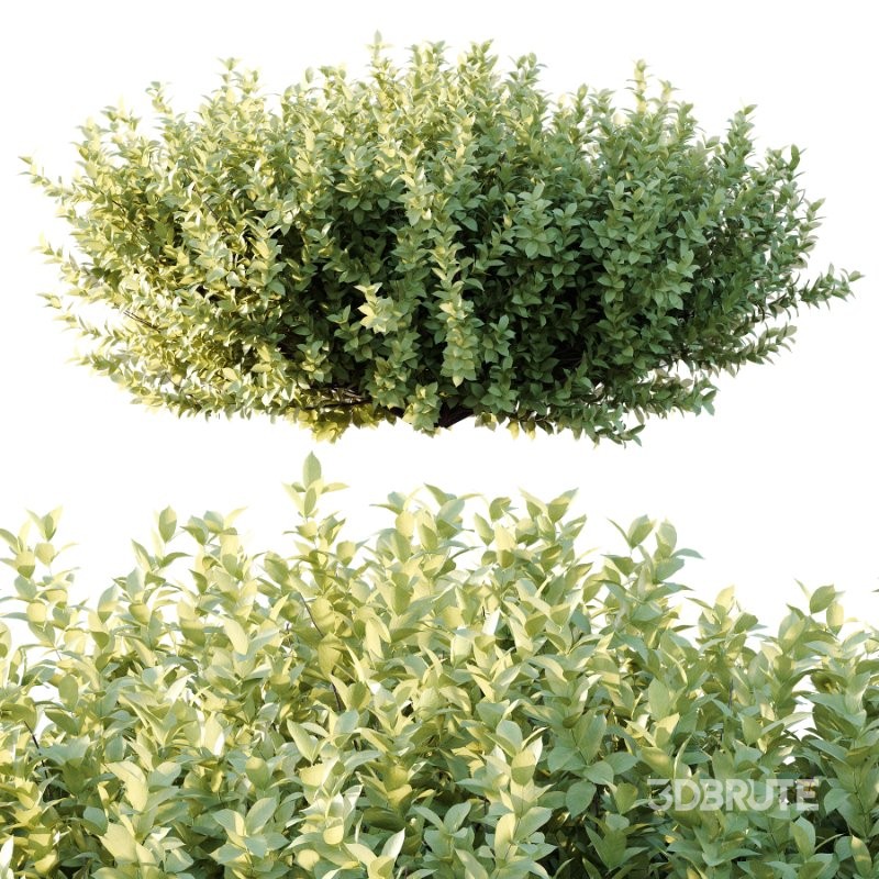 Frutices Fortescue Euonymus 11 Image 4