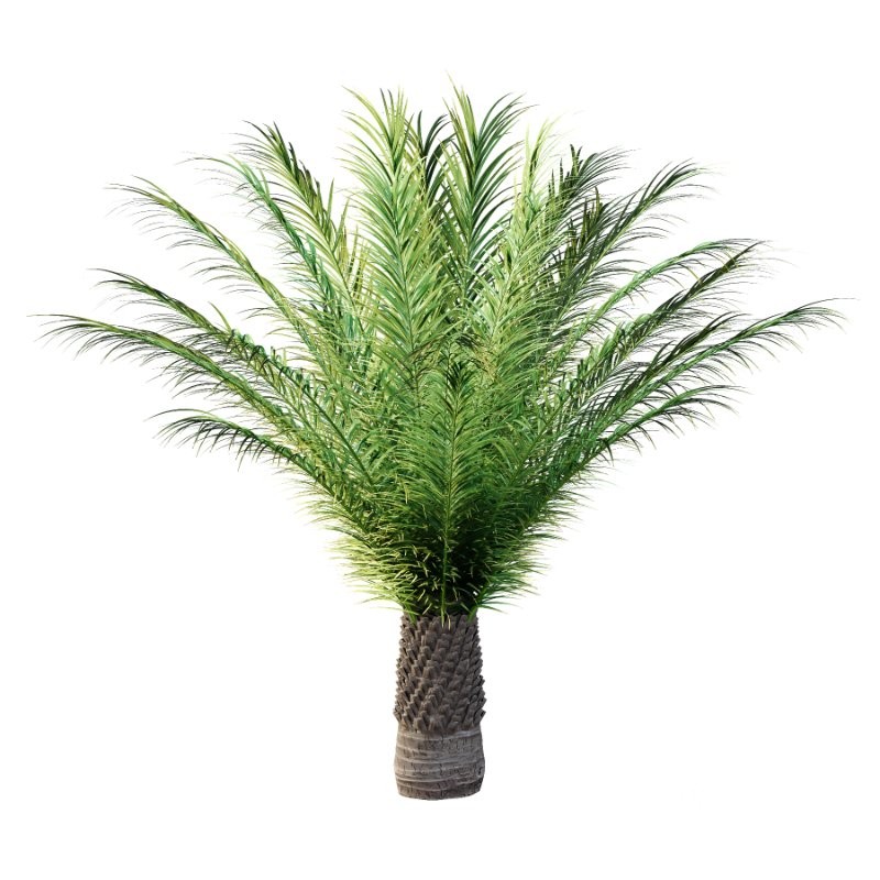 Phoenix roebelenii Palm Trees 04 Image 3