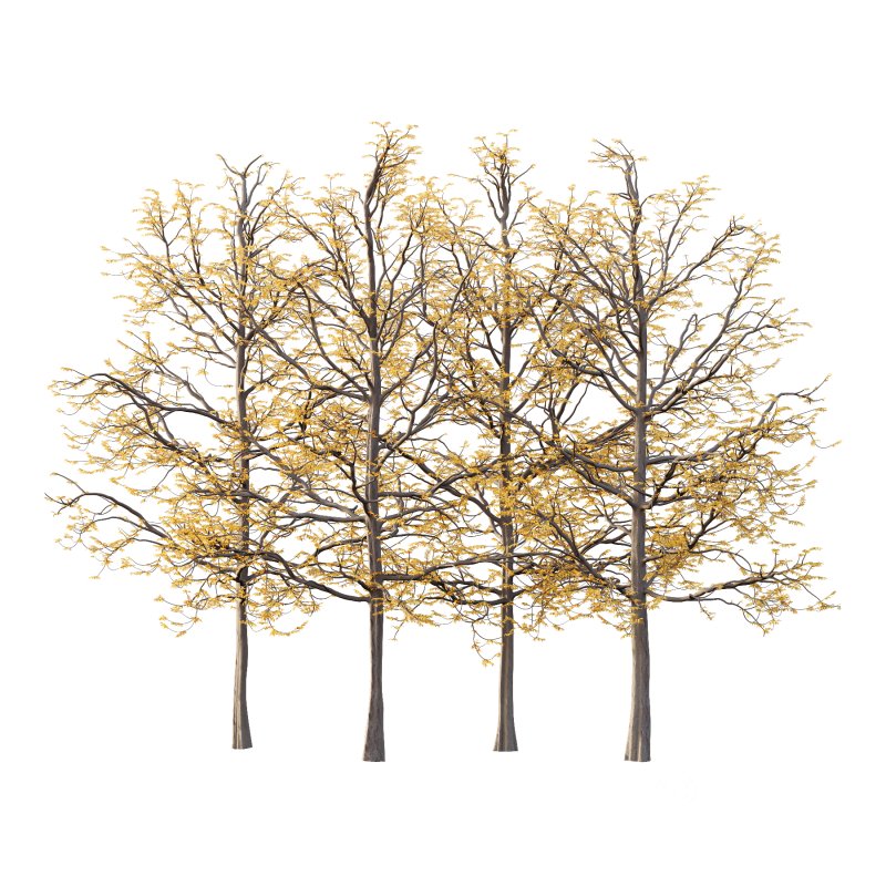 Mountain Ash Tree 08 Image 7