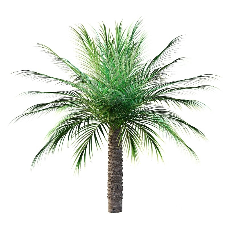 Phoenix roebelenii Palm Trees 06 Image 5