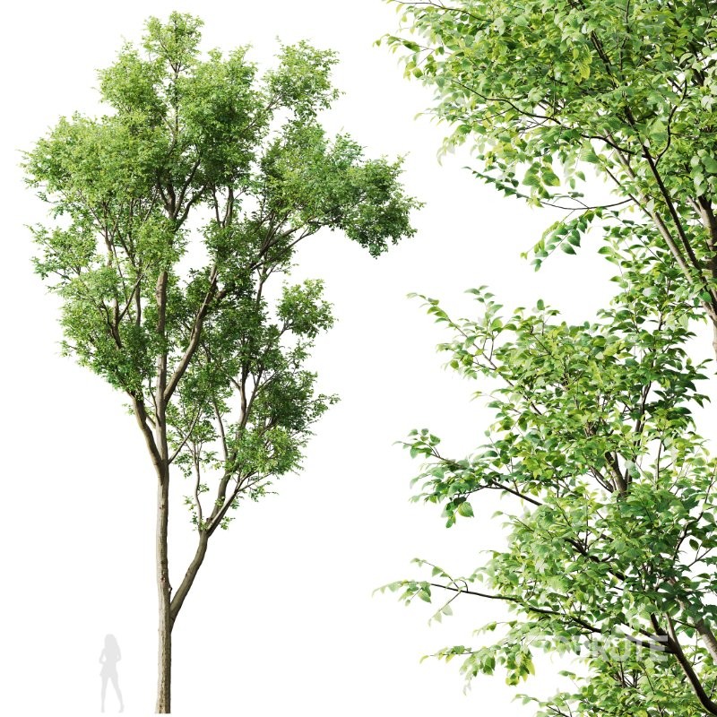 AV Celtis Australis and Acer Saccharinum Image 2