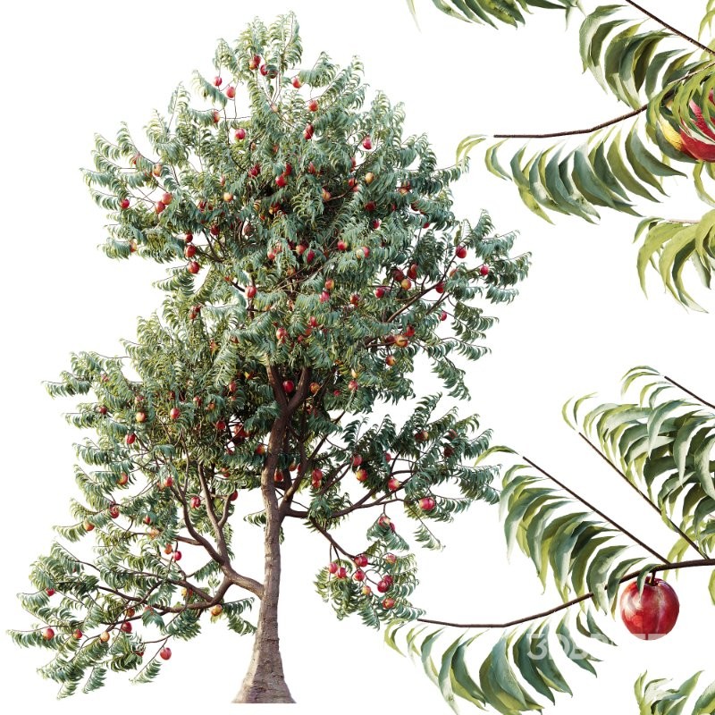 AV Amygdalus Persica Peach Version02 Image 3