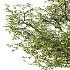 Mountain Ash Tree 14 - Thumbnail 3
