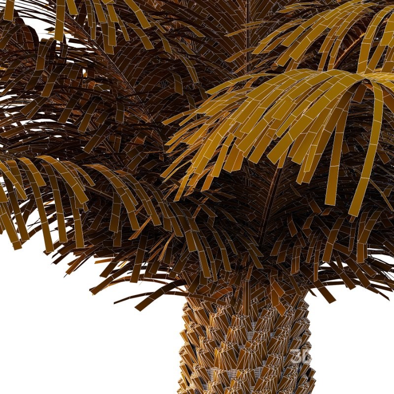 Phoenix roebelenii Palm Trees 04 Image 6