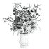 bouquet - Thumbnail 4