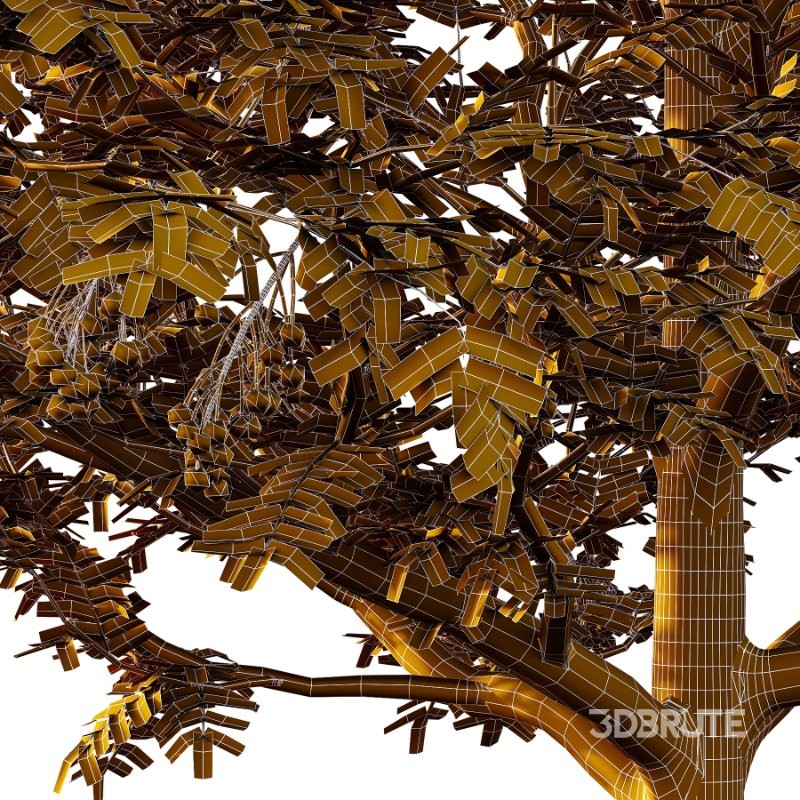 Rowan Fruit Tree 04 Image 1