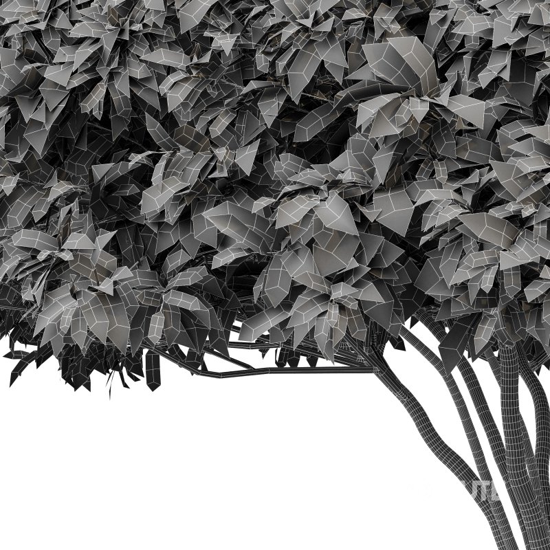 ntal form and natural symmetry. The rounded, umbrella-like canopies of these trees add sculptural softness and a refined botanical rhythm to exterior landscapes. Designed with high precision and 4K materials, this 3D model set captures the elegance and realism ideal for architectural gardens, courtyards, and modern outdoor visualizations. Image 7