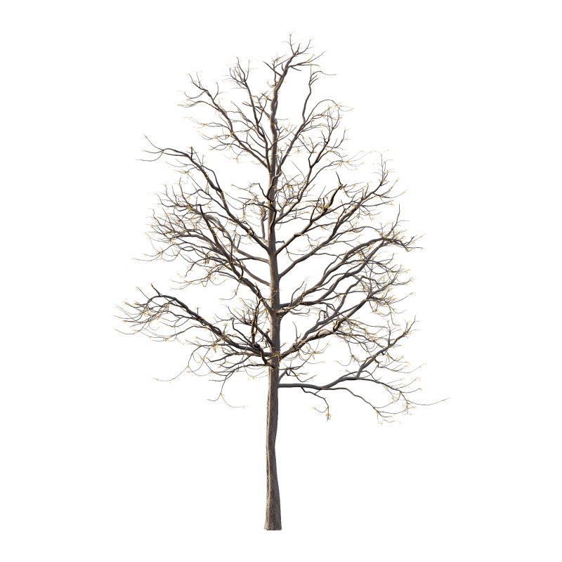 Mountain Ash Tree 07 Image 2