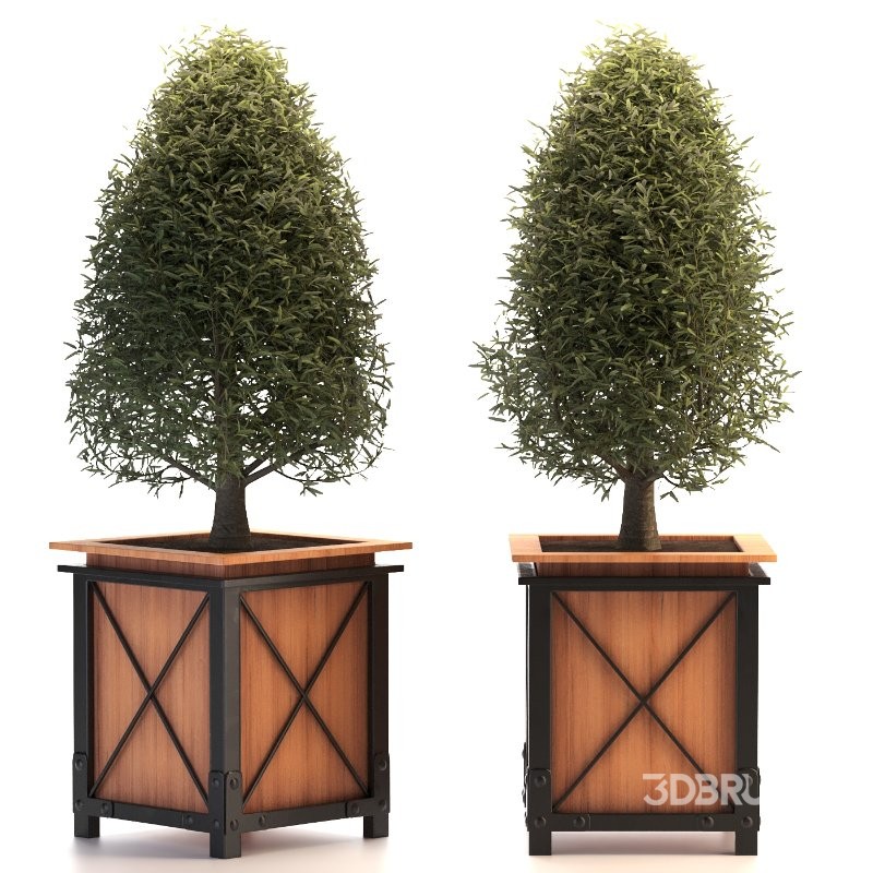 Outdoor Plant 01 Image 1