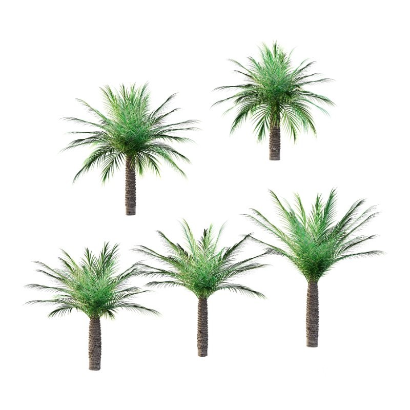 Phoenix roebelenii Palm Trees 06 Image 1