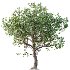 AV Celtis laevigata Sugarberry Hackberry and Banyan Ficus Benghalensis - Thumbnail 4