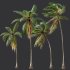 AV Cocos Nucifera 6 palm trees - Thumbnail 6